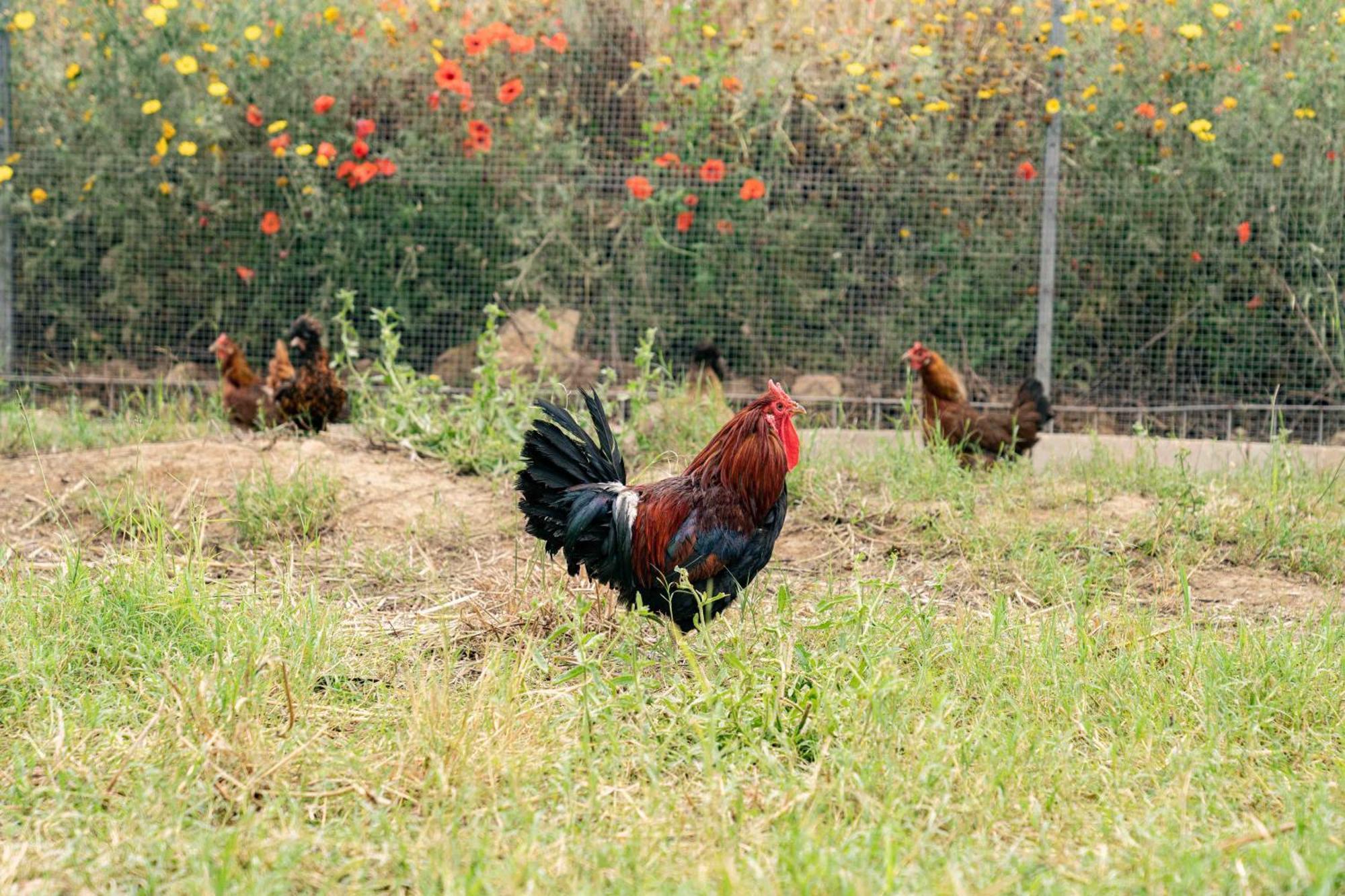 קלטג'ירונה Judeka Agriresort מראה חיצוני תמונה