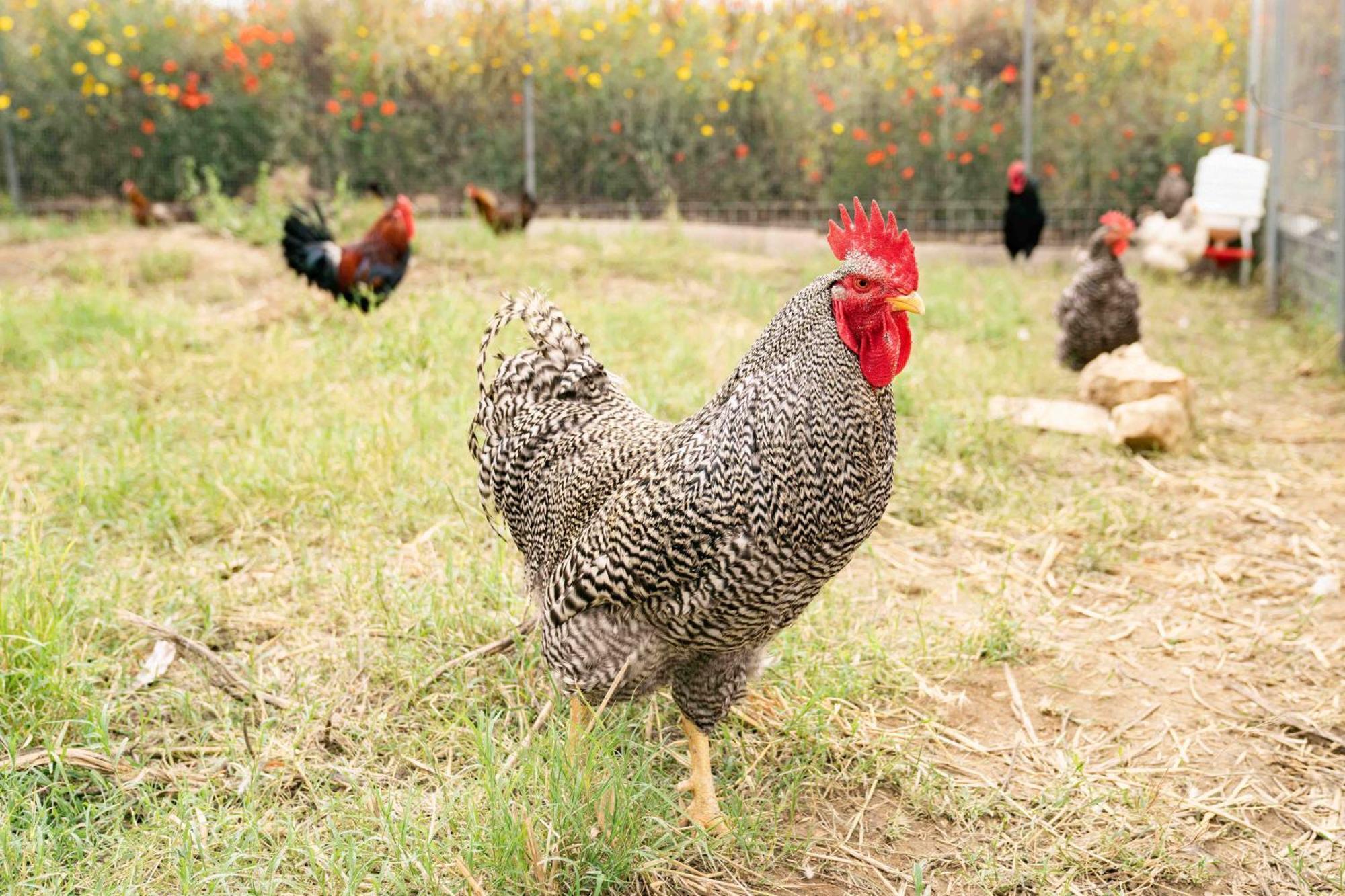 קלטג'ירונה Judeka Agriresort מראה חיצוני תמונה